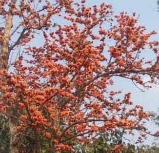 palash phool